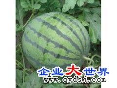 吃瓜网最新消息今天更新