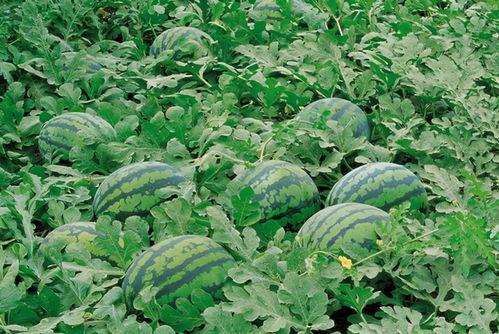 射阳网红吃瓜群微信,揭秘网络热点背后的故事