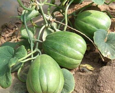 51吃瓜网有病毒吗