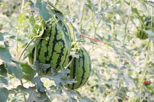 网红吃瓜的意义,揭秘网络时代的娱乐狂欢与社交风向标