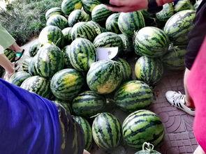 没费吃瓜网,网络舆论场的新势力崛起