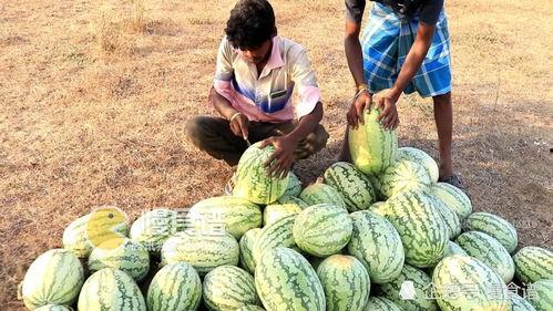 吃瓜网51cgplus,揭秘吃瓜网背后的精彩故事