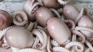 网红八爪鱼吃瓜事件