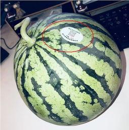 微山吃瓜网红,揭秘网络红人的幕后生活