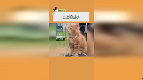 吃瓜网健身小猫,吃瓜网上的健身达人