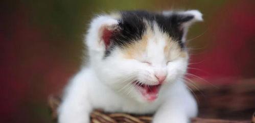 网红猫吃贝贝瓜图片高清