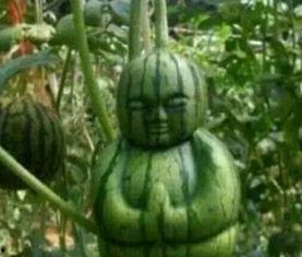 茅山网红吃瓜事件真相