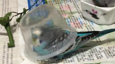 小蓝吃瓜网在线看,在线观看，畅享娱乐盛宴