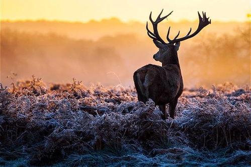 麋鹿吃瓜日记官网版下载,官网版下载，解锁欢乐冒险之旅