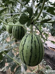 最近网红吃瓜,揭秘娱乐圈最新热点事件