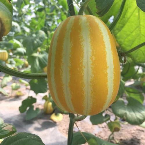 扣扣吃瓜网红,揭秘网络红人的幕后生活