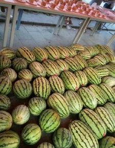 成都大学网课吃瓜,成都大学网课吃瓜事件揭秘