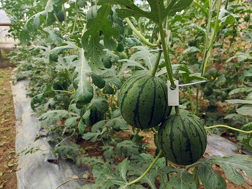 51吃瓜今日吃瓜官网,今日热门吃瓜事件大盘点