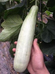 网红吃的拉丝的瓜,一口咬下，丝滑满溢