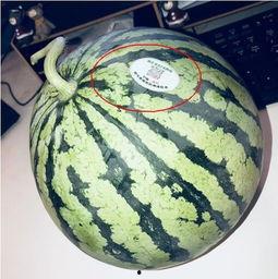 莱芜网红吃瓜,揭秘幕后故事与热门话题