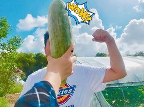 吃瓜群众视频哪个网红