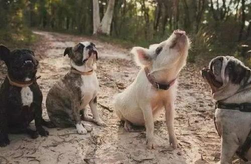 吃瓜网红小狗的烦心事