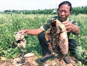 怒江百万网红吃瓜事件真相,揭秘背后真相与网络舆论风暴