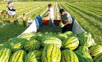 库尔勒吃瓜网红视频曝光,揭秘当地特色美食与风土人情